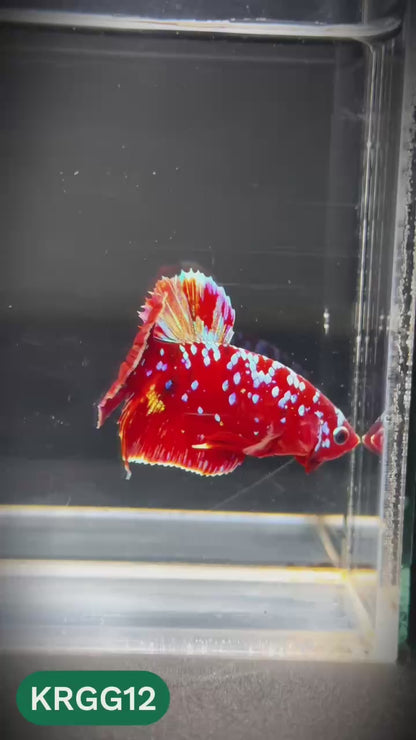 Golden Star Dust Galaxy Plakat Male Betta Fish | Super Rare | You Pick Fish