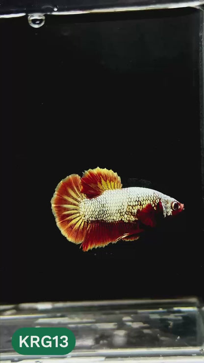Koi Red Gold Galaxy Plakat Male Betta Fish | You Pick Fish