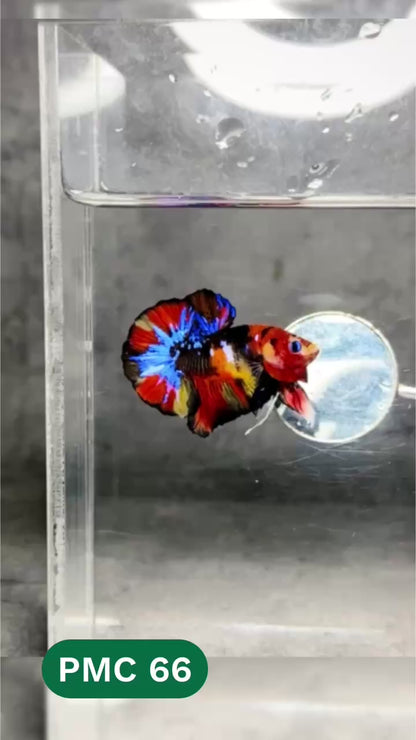 Multicolor Plakat Male Betta Fish |Show Grade|  You Pick Fish