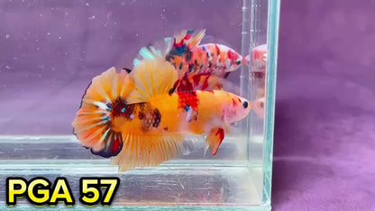 King Giant Plakat Male Betta Fish | You Pick Fish | High Grade