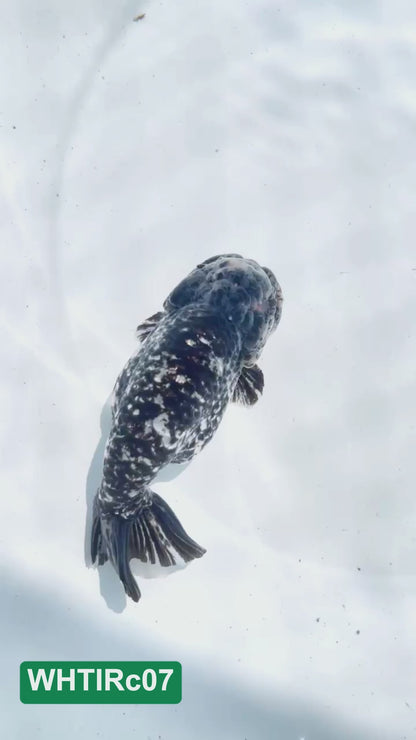 Pearl White Tiger Calico Ranchu Goldfish | You Pick Fish