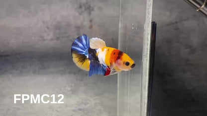 Multicolor Female Betta Fish | You Pick Fish  | High Grade