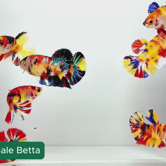 Metallic Female Betta Fish