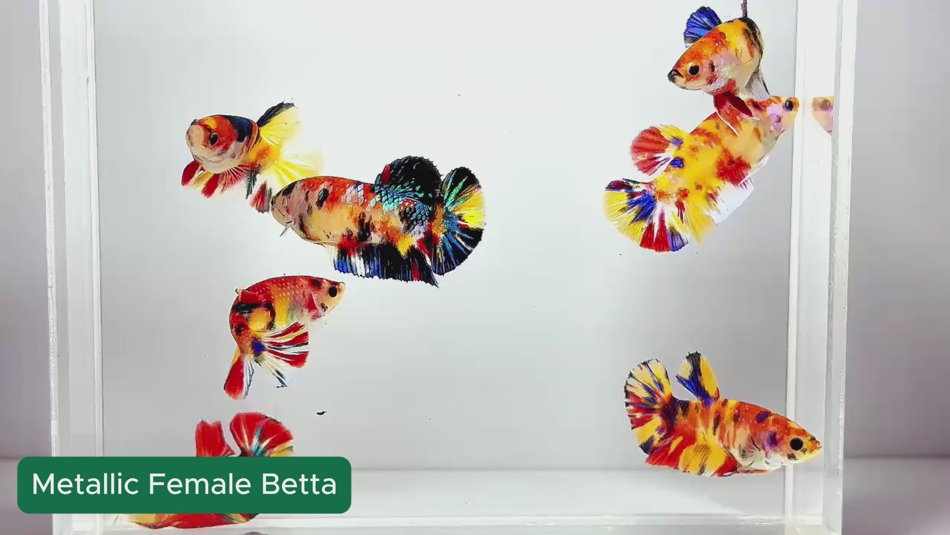 Metallic Female Betta Fish