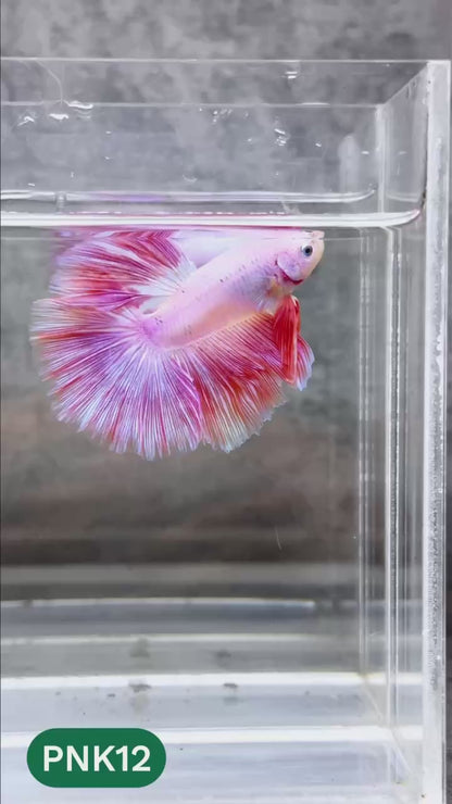 Pink Halfmoon Male Betta Fish | You Pick Fish | Order Directly From Farm