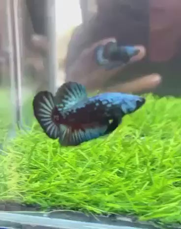 Blue Samurai Plakat Male Betta Fish