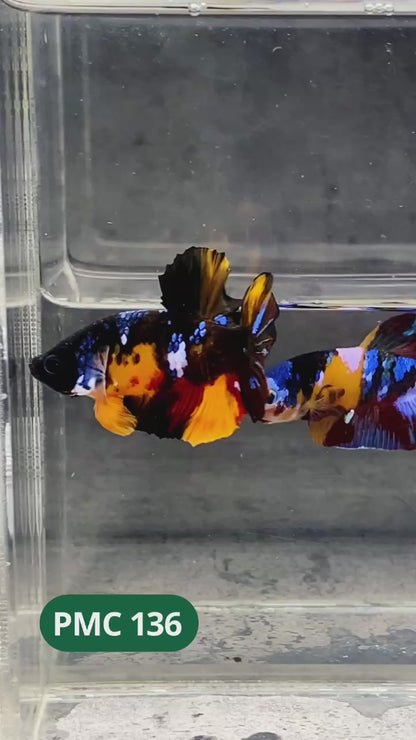 Multicolor Plakat Male Betta Fish |Show Grade|  You Pick Fish