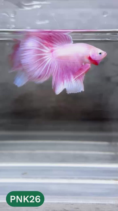 Pink Halfmoon Male Betta Fish | You Pick Fish | Order Directly From Farm