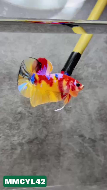 Multicolor Yellow Base Plakat Male Betta Fish | Order Directly From Farm|  You Pick Fish
