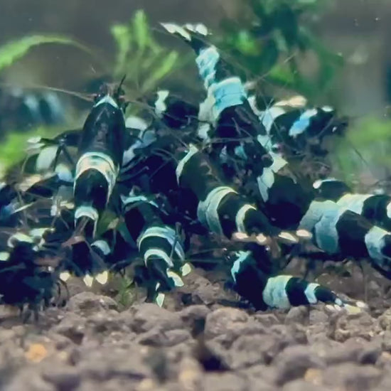 Shadow Panda Caridina Shrimp