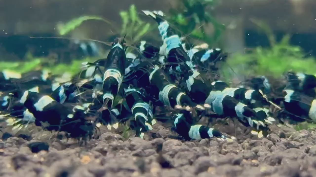 Shadow Panda Caridina Shrimp