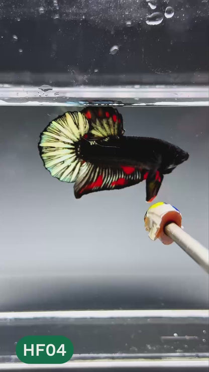 Dark Flame Hellfire Plakat Male Betta Fish | You Pick Fish | Exotic Betta