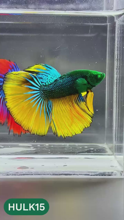 Black Hulk Halfmoon Male Betta Fish | You Pick Fish