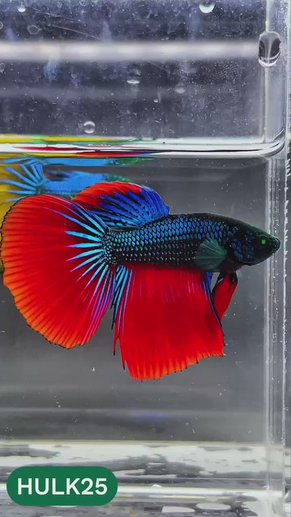 Black Hulk Halfmoon Male Betta Fish | You Pick Fish