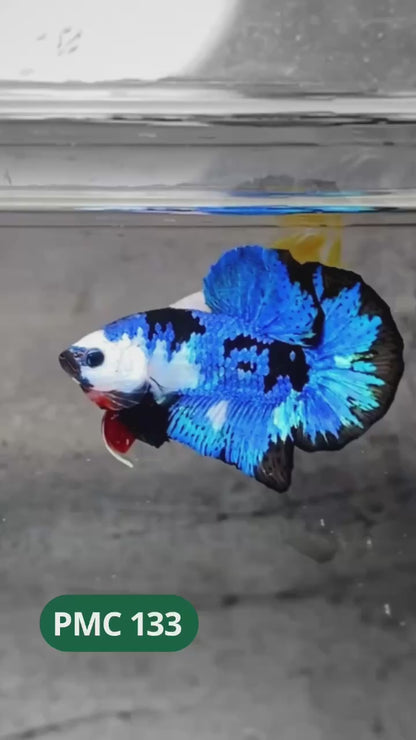 Multicolor Plakat Male Betta Fish |Show Grade|  You Pick Fish