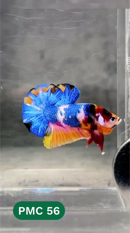 Multicolor Plakat Male Betta Fish |Show Grade|  You Pick Fish