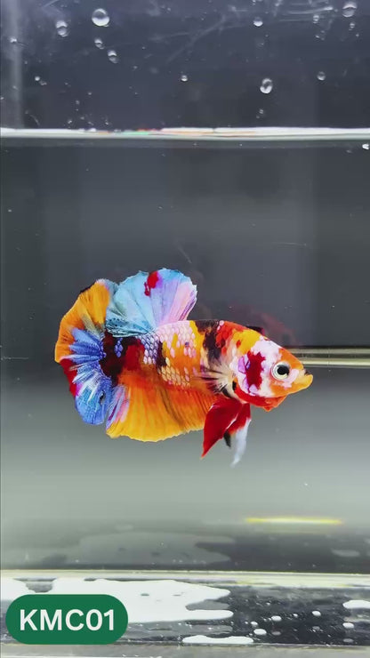Multicolor Yellow Base Plakat Male Betta Fish | Order Directly From Farm |  You Pick Fish