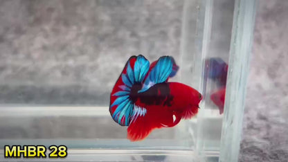 Hellboy Plakat Male Betta Fish | Order Directly From Farm | You Pick Fish