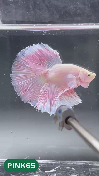 Pink Halfmoon Male Betta Fish | You Pick Fish | Order Directly From Farm