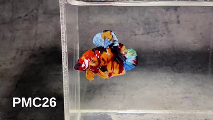 Multicolor Plakat Male Betta Fish |Show Grade|  You Pick Fish