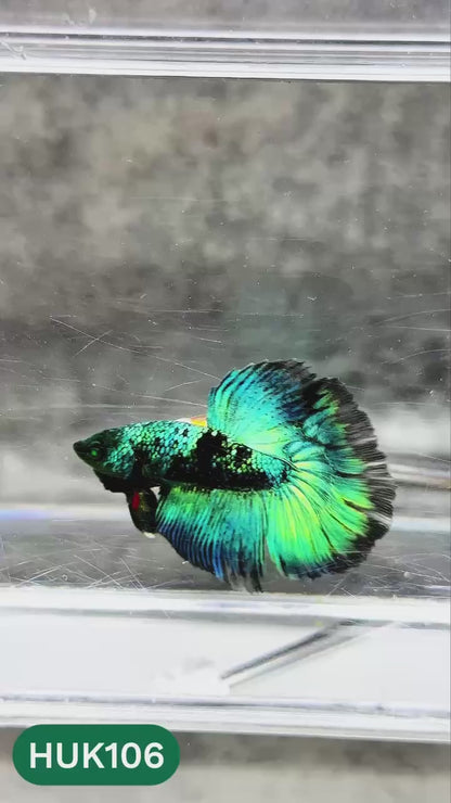 Black Hulk Halfmoon Male Betta Fish | You Pick Fish
