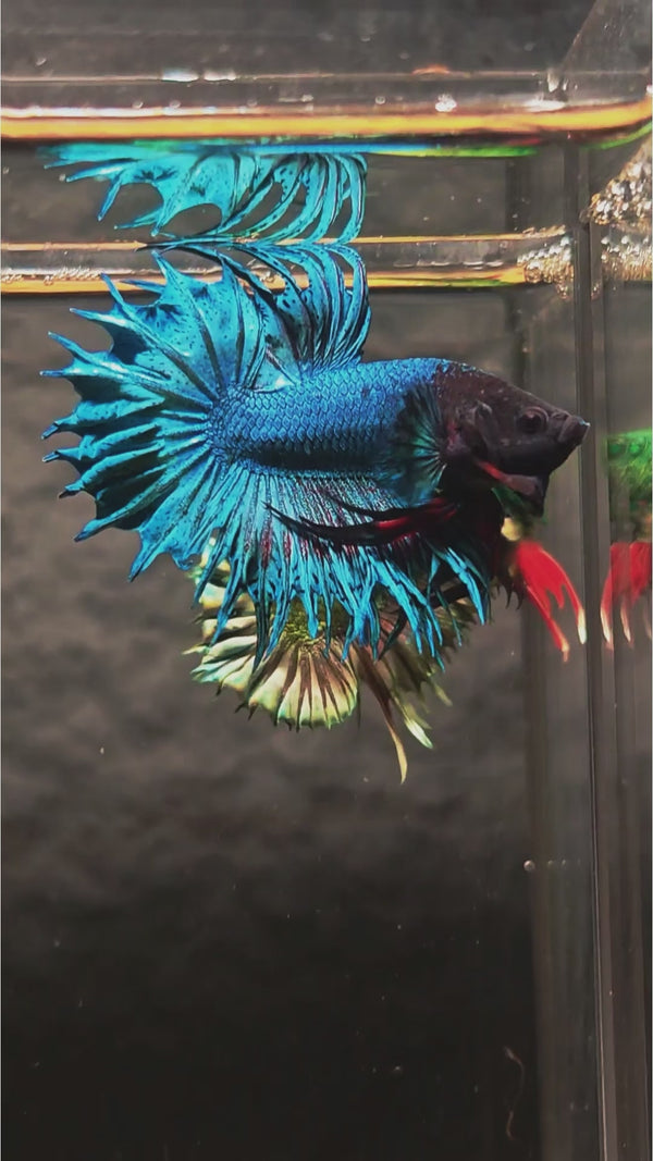 Crowntail Royal Blue Male Betta Fish — Swimming Video