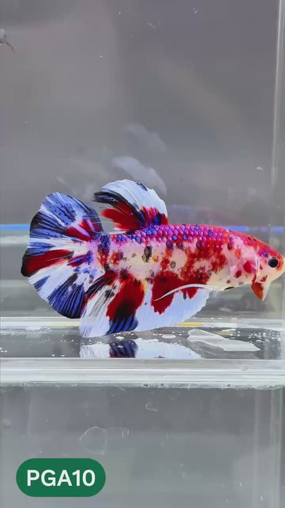 King Giant Plakat Male Betta Fish | You Pick Fish | High Grade