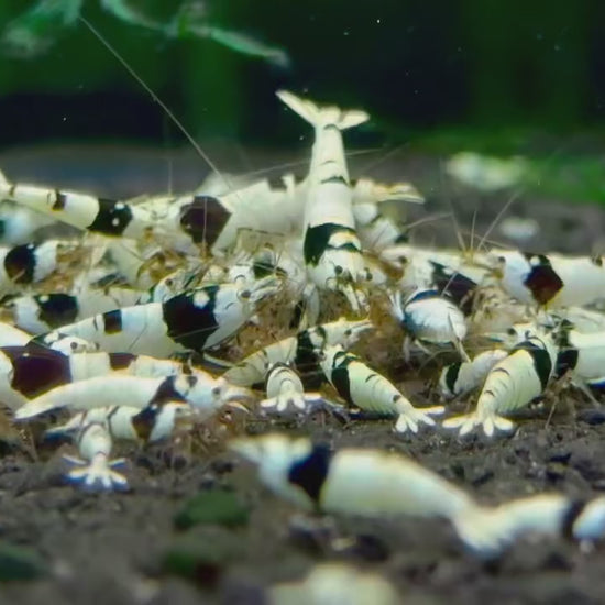 Pure Black Line Caridina Shrimp