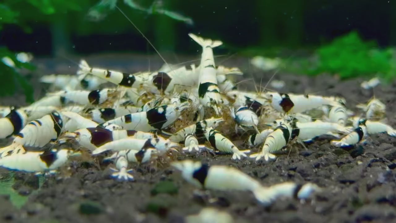 Pure Black Line Caridina Shrimp