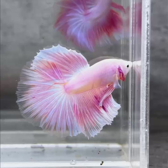 Pink Halfmoon Male Betta Fish