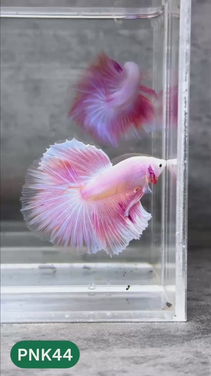 Pink Halfmoon Male Betta Fish