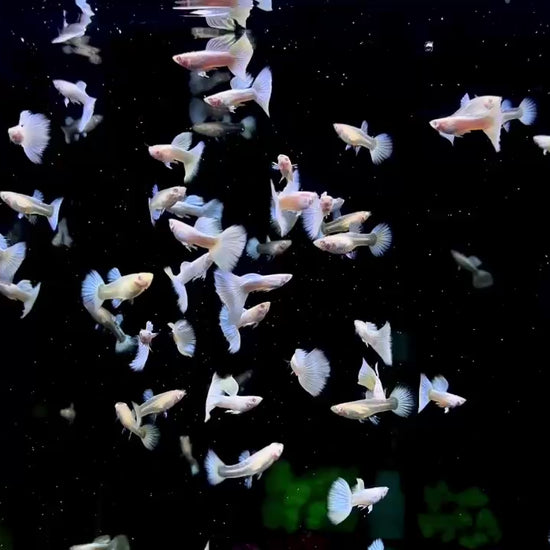 Albino Full White Platinum Guppy