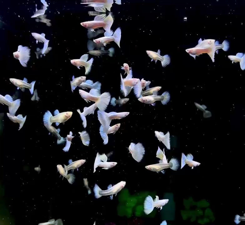 Albino Full White Platinum Guppy