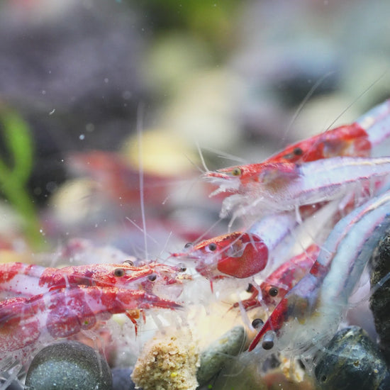 Red Rili Neocaridina Shrimp | Tropicflow
