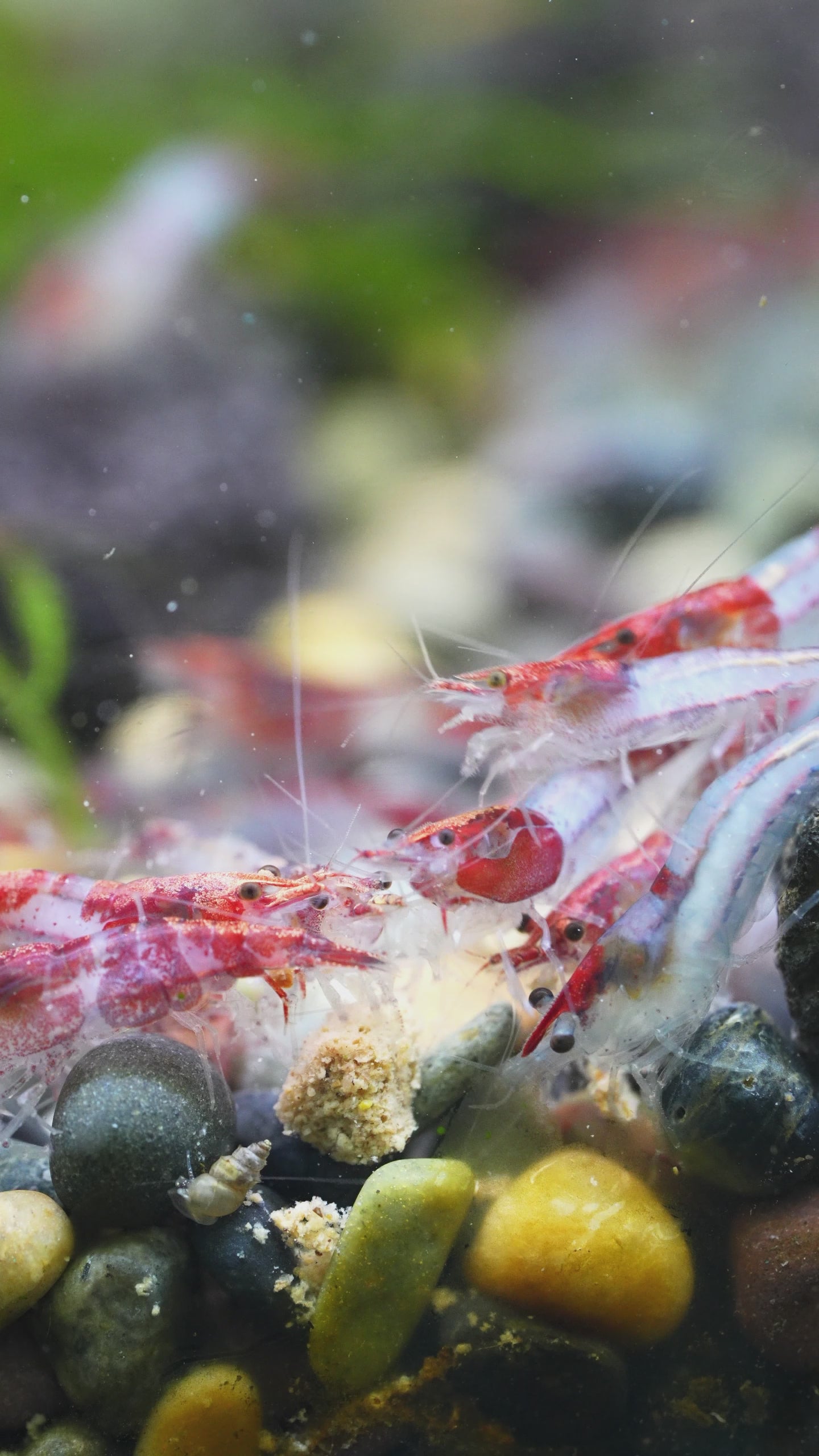 Red Rili Neocaridina Shrimp | Tropicflow