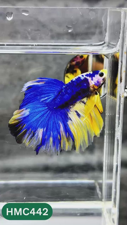 Multicolor Halfmoon Male Betta Fish | Order Directly From Farm | You Pick Fish