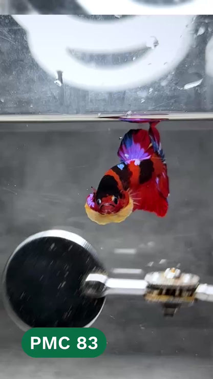 Multicolor Plakat Male Betta Fish |Show Grade|  You Pick Fish