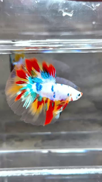 Multicolor Halfmoon Male Betta Fish | High Grade | Order Directly From Farm |  You Pick Fish |