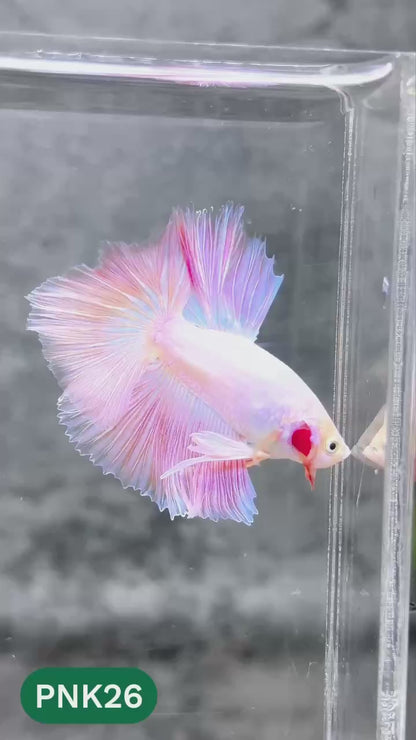 Pink Halfmoon Male Betta Fish | You Pick Fish | Order Directly From Farm