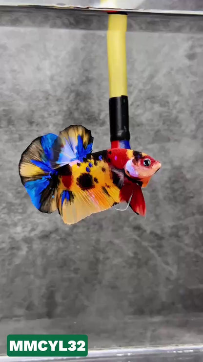 Multicolor Yellow Base Plakat Male Betta Fish | Order Directly From Farm|  You Pick Fish