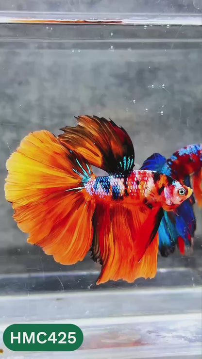 Multicolor Halfmoon Male Betta Fish | High Grade | Order Directly From Farm |  You Pick Fish |