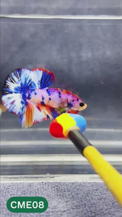 Multicolor Metallic Plakat Male Betta Fish | You Pick Fish | Exclusive Grade