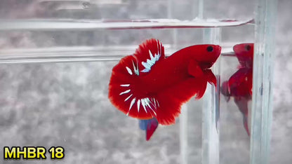 Hellboy Plakat Male Betta Fish | Order Directly From Farm | You Pick Fish