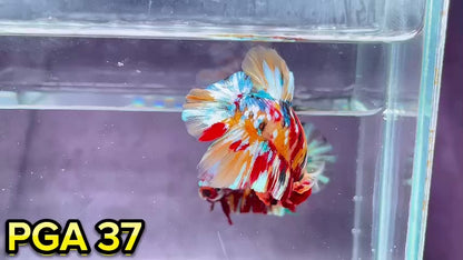 King Giant Plakat Male Betta Fish | You Pick Fish | High Grade