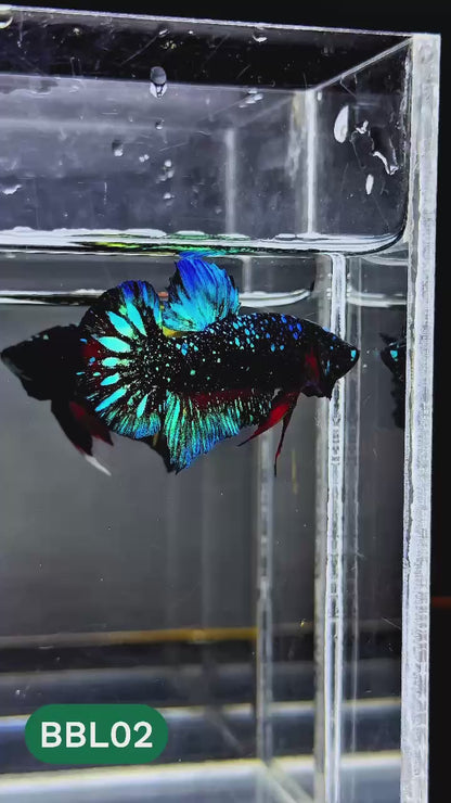 Black Star Nebula Plakat Male Betta | You Pick Betta | High Grade