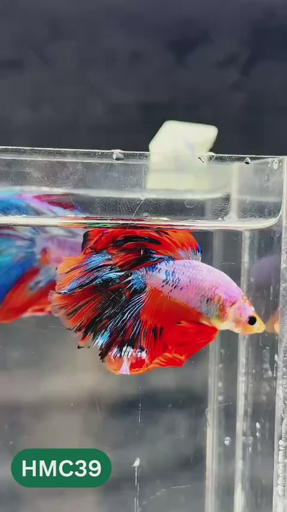 Multicolor Halfmoon Male Betta Fish | Order Directly From Farm | You Pick Fish