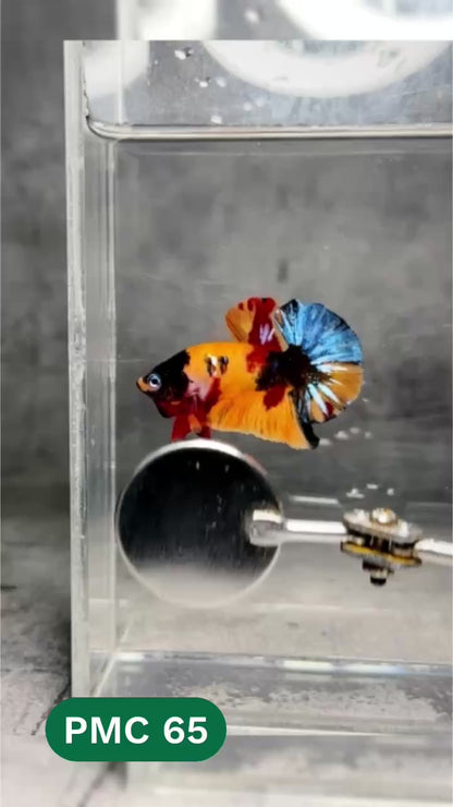 Multicolor Plakat Male Betta Fish |Show Grade|  You Pick Fish
