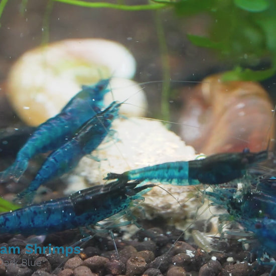 Blue Dream Neocaridina Shrimp