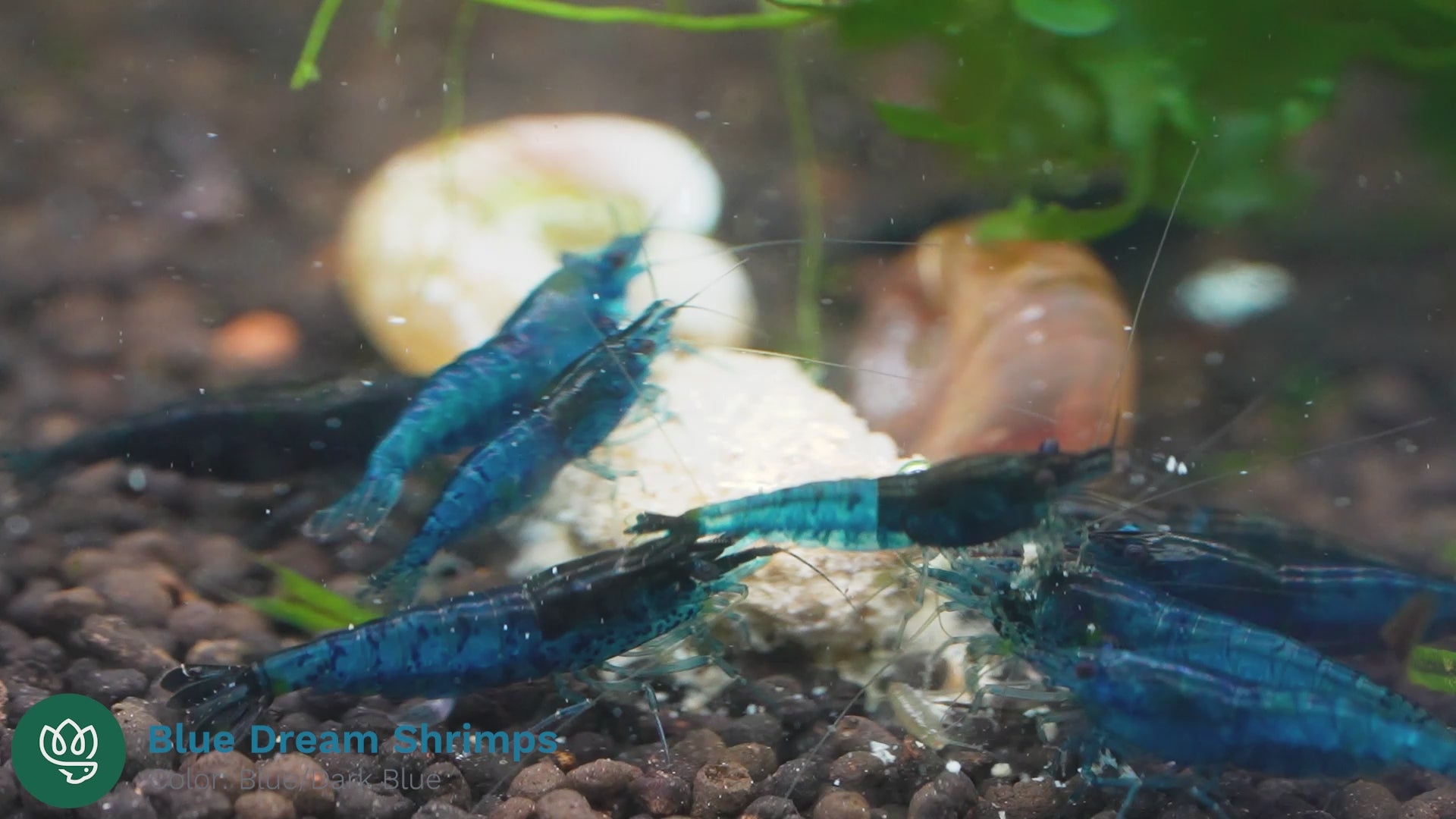 Blue Dream Neocaridina Shrimp