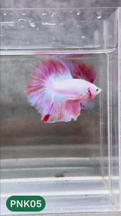 Pink Halfmoon Male Betta Fish | You Pick Fish | Order Directly From Farm